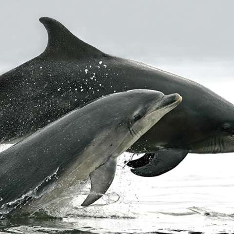Two dolphins jumping out of the water side by side.