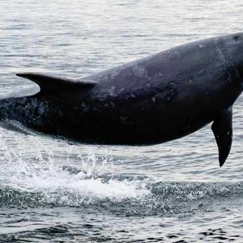 Dolphin leaping out of the water with splashes beneath on a cloudy day.