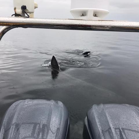 Boat engine and shark fins protruding from calm ocean water.